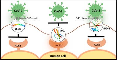 Ramping Up Antimicrobial Peptides Against Severe Acute Respiratory Syndrome Coronavirus-2